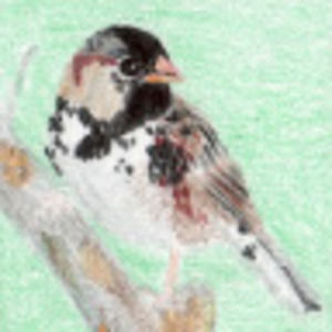 Meet your Posher, Kaija